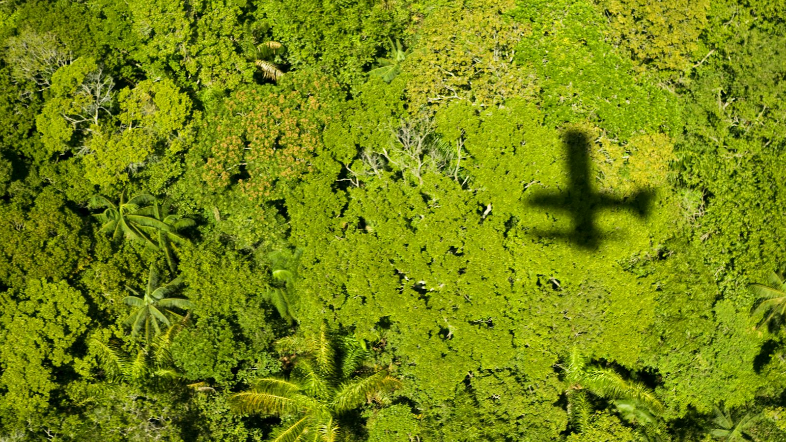 Aerial shot of a lush rain forest with the shadow of a plane over it.