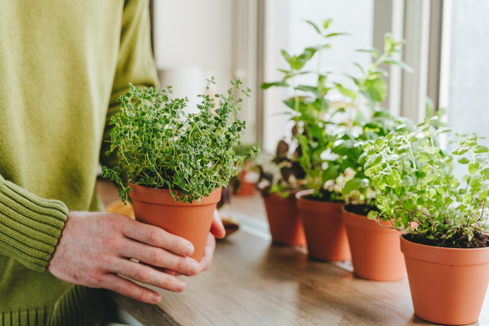 11 herbes que vous pouvez cultiver à l’intérieur jusqu’à ce que le gel disparaisse