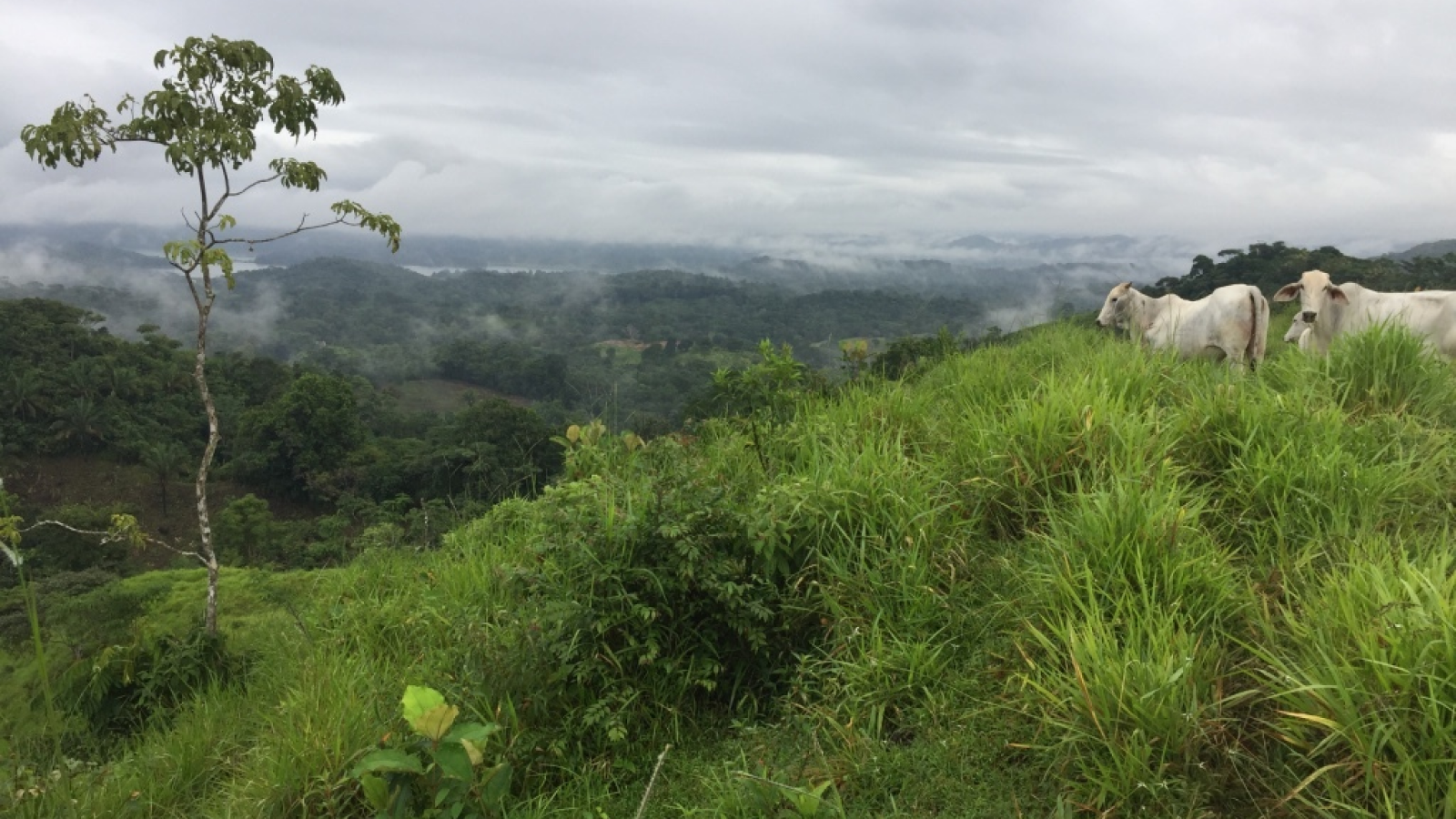 Photograph of a grassy hill with cows in the background and a tall tree.