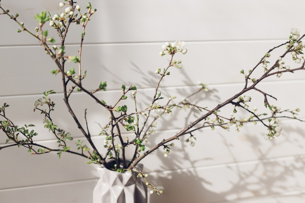 11 branches que vous pouvez couper et ramener à l'intérieur pour la floraison de février