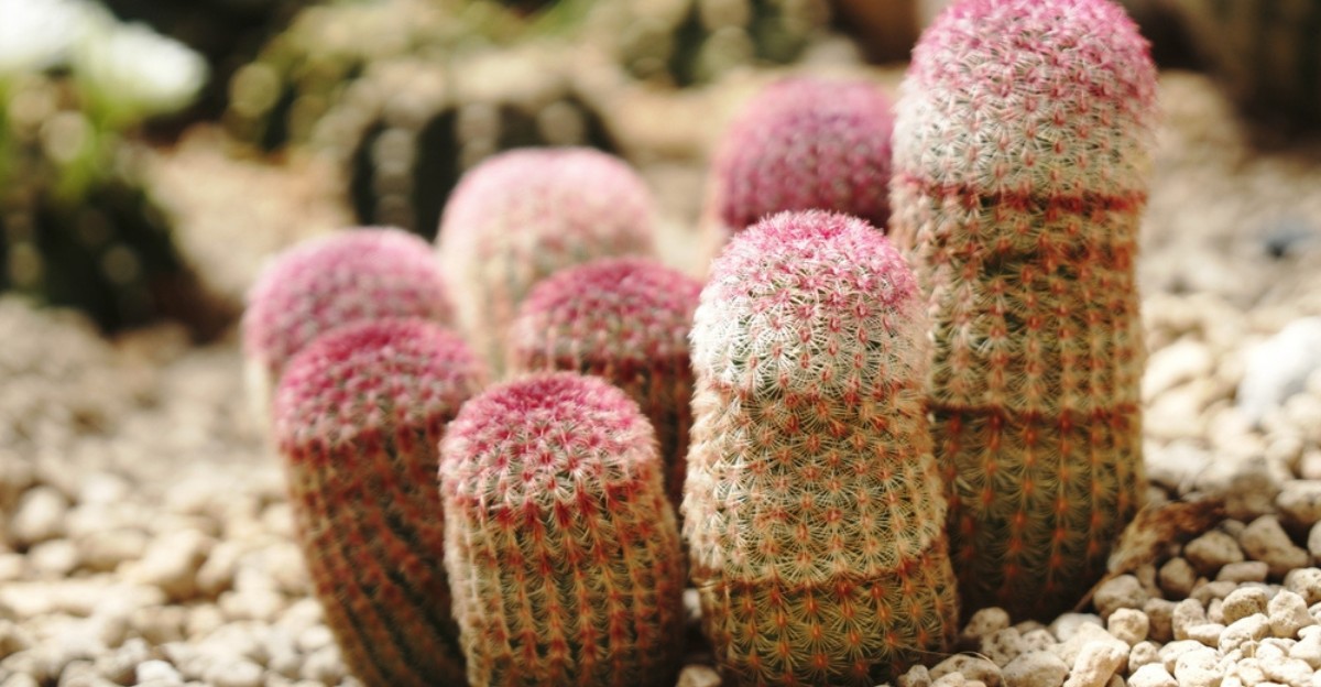 13 variétés rares de cactus avec des épines naturellement colorées