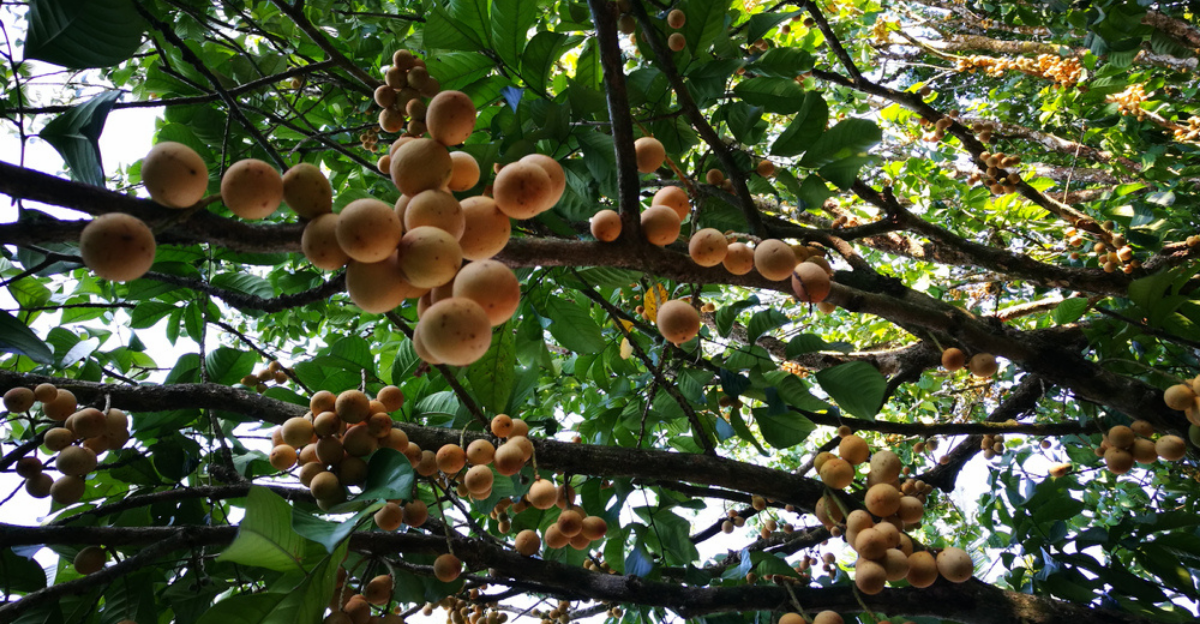 14 fruits d'arbres rares que la plupart des gens n'ont jamais goûtés