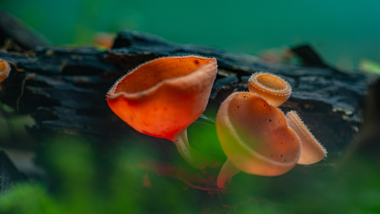 15 champignons rares aux couleurs vives qui ressemblent à des accessoires de dessins animés