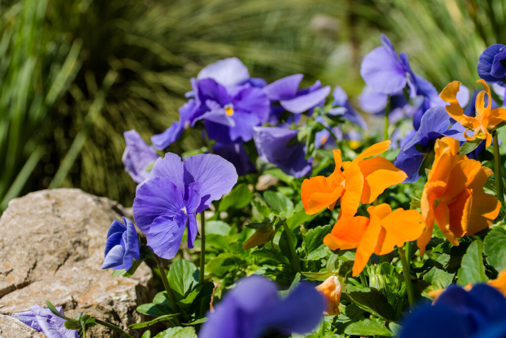 13 plantes qui font de superbes bordures même avant le début du printemps