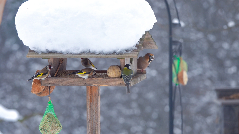 11 idées de jardins respectueux de la faune pour les oiseaux affamés à la fin de l'hiver