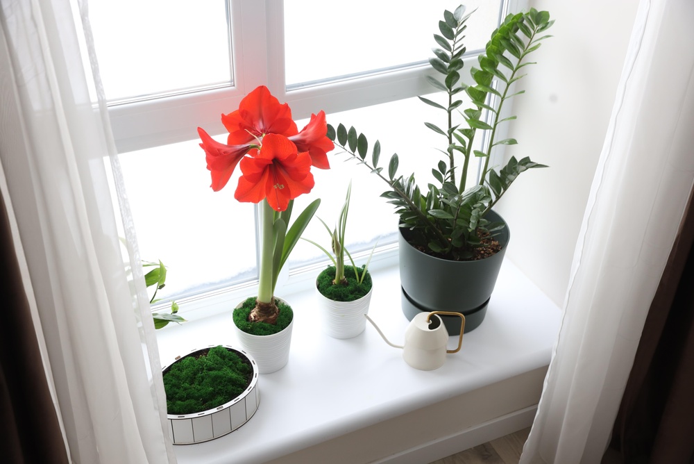 11 ampoules d'intérieur à mettre en pot maintenant pour les rebords de fenêtre du printemps