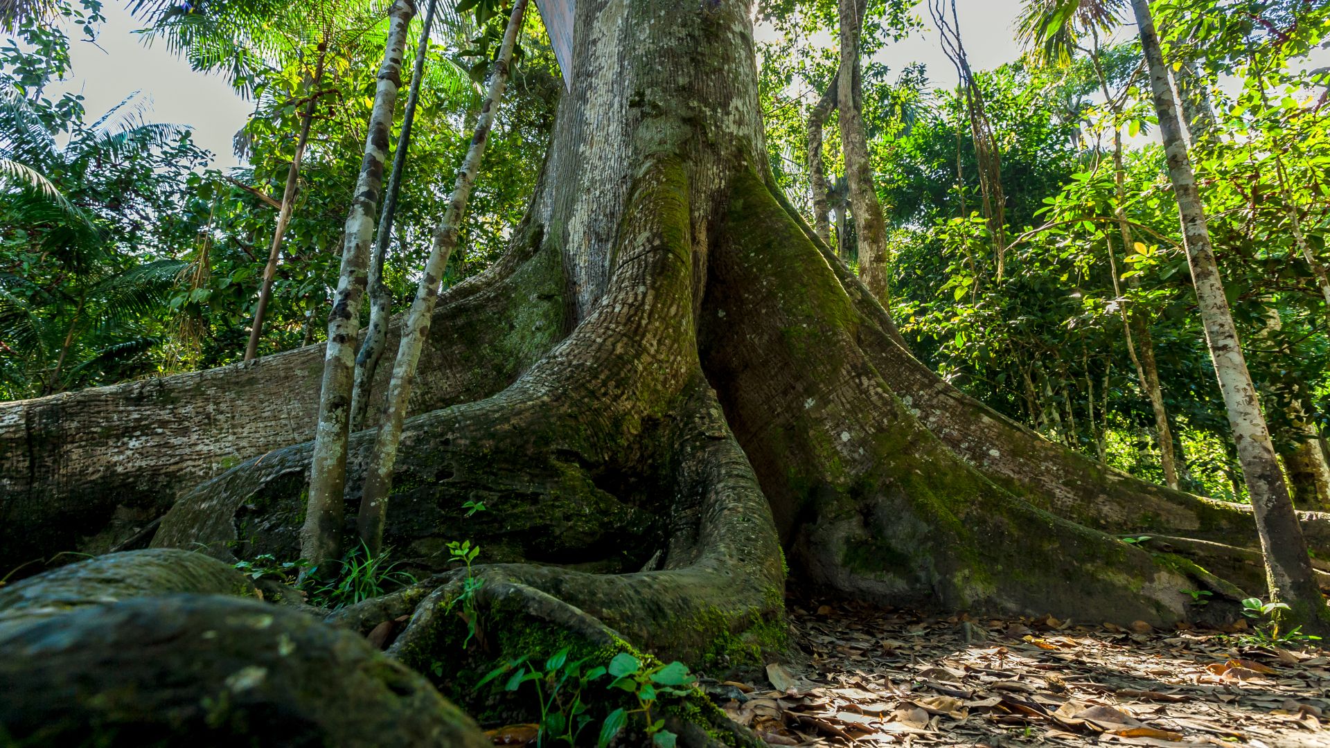 The base of a tall tree surrounded by smaller trees