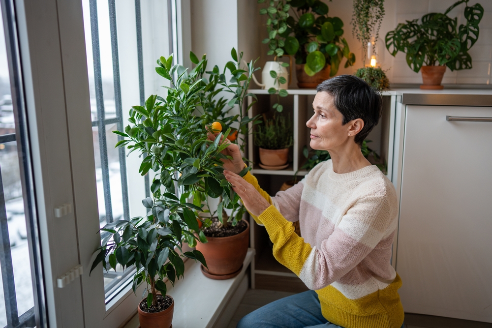 11 conseils d’entretien des agrumes pour les nuits fraîches et l’air sec