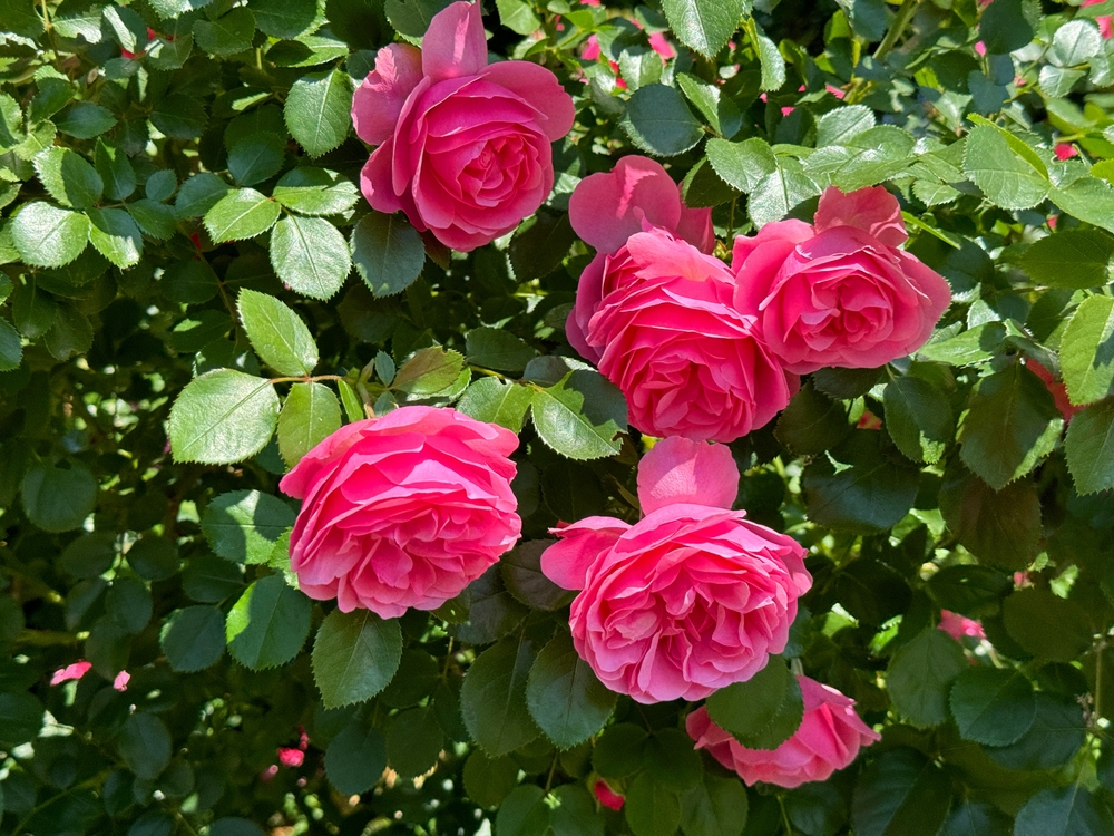 14 vignes grimpantes qui prospèrent lorsqu'elles sont plantées au début du printemps