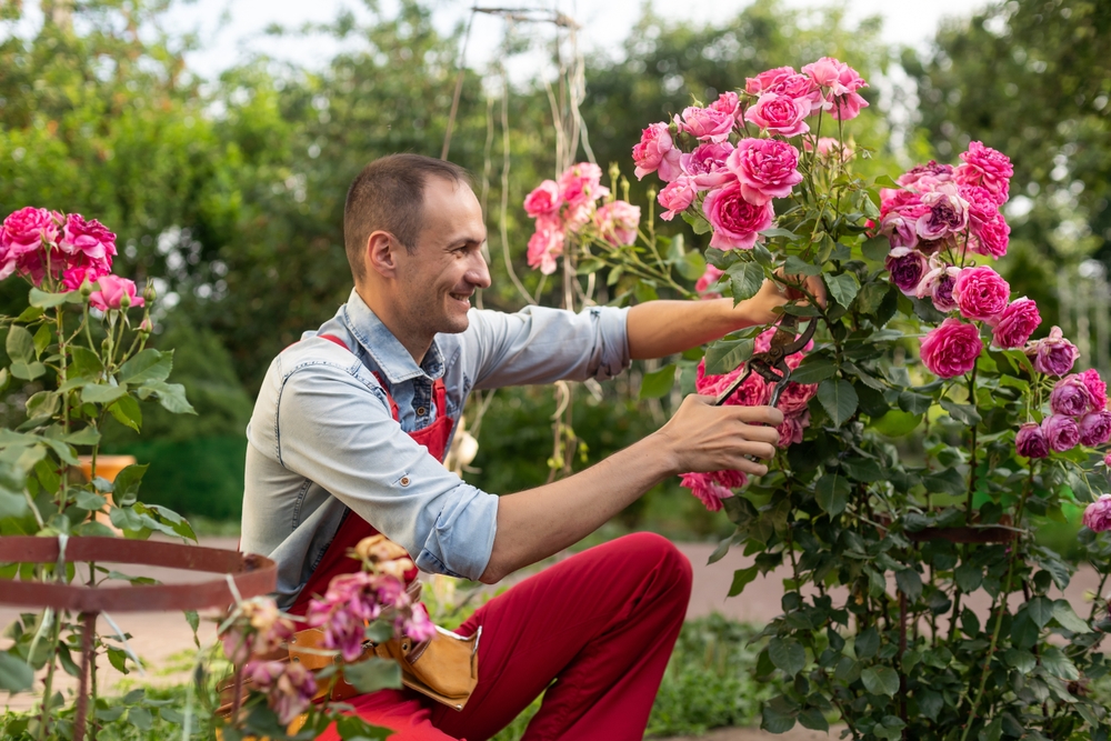 12 roses à tailler et à pailler avant mars