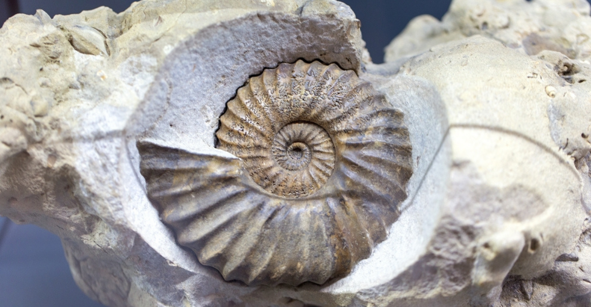 10 fossiles rares que les gens ordinaires peuvent réellement posséder