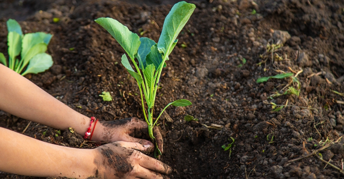 15 Brassicas à planter tôt pour de grosses récoltes printanières