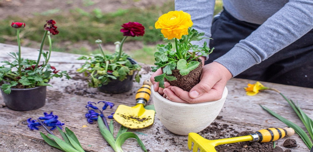 11 bulbes et tubercules à commander maintenant pour ne pas manquer le moment de la plantation