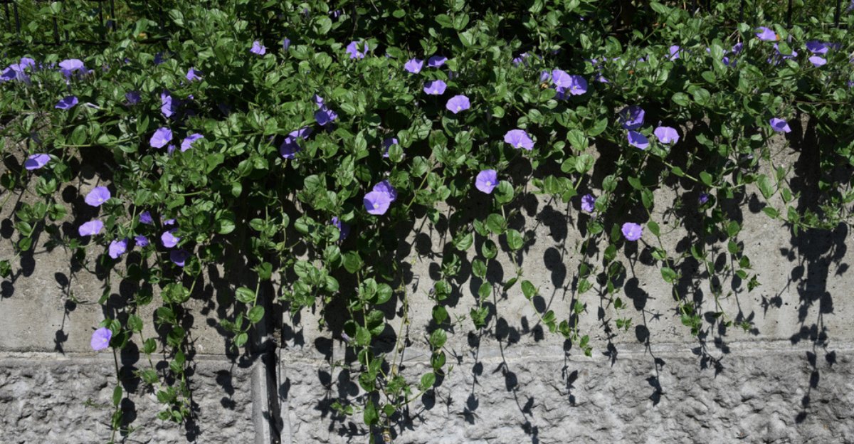 14 couvre-sols verts qui commencent à se propager alors qu'il fait encore frais