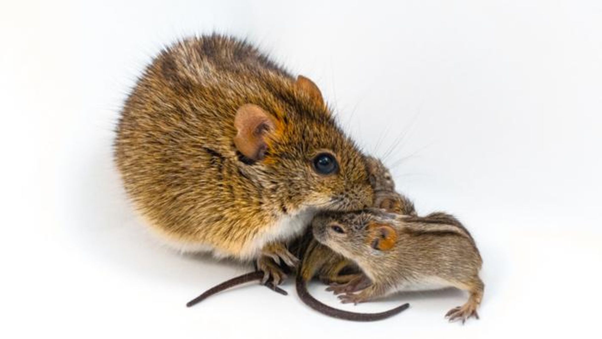One large brown and black striped mouse huddles next to two smaller brown and black striped mice against a white background