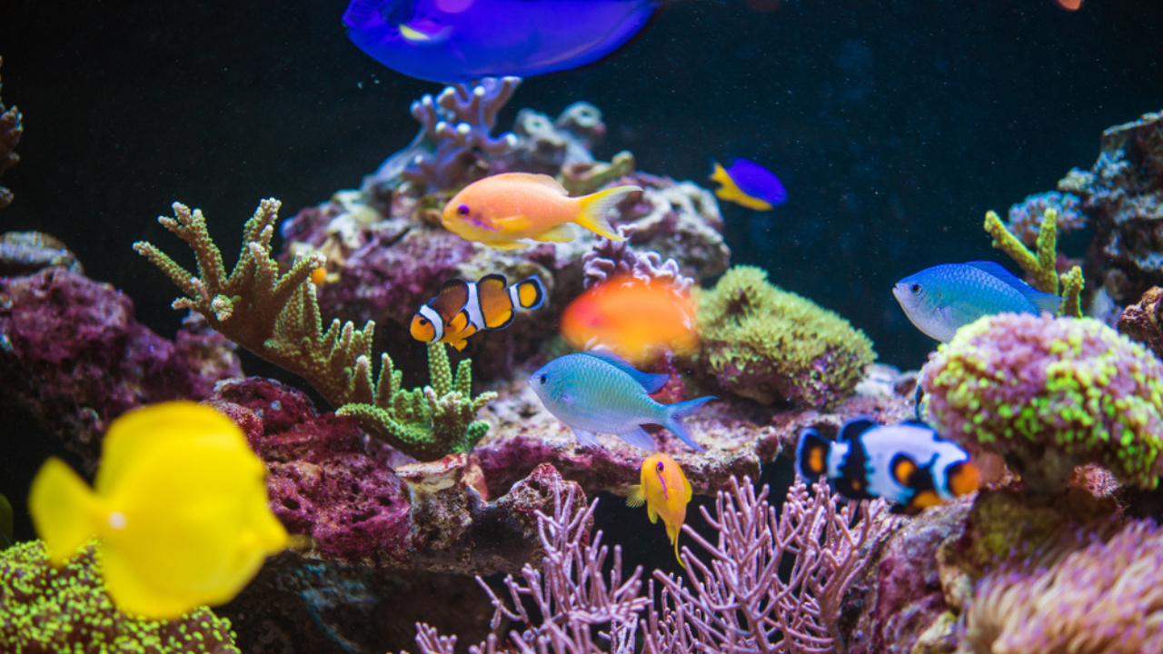 15 poissons d'aquarium rares avec des motifs qui semblent peints