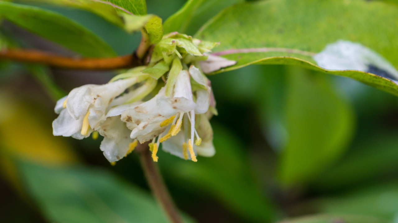 16 bloomers d'hiver avec des parfums que vous remarquez réellement à l'extérieur