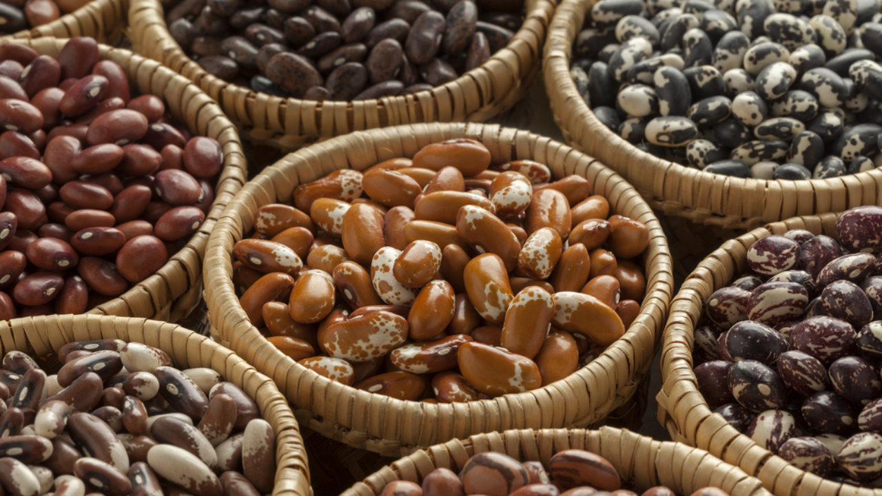 13 haricots anciens avec un centre crémeux et de belles taches