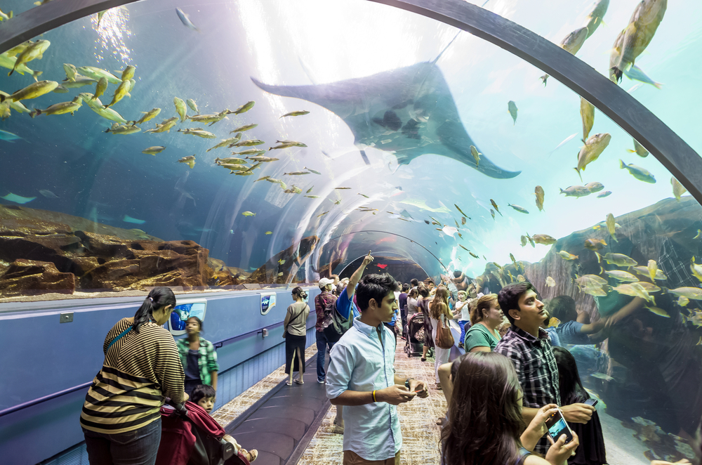 12 aquariums qui impressionnent toujours les adultes et occupent les enfants
