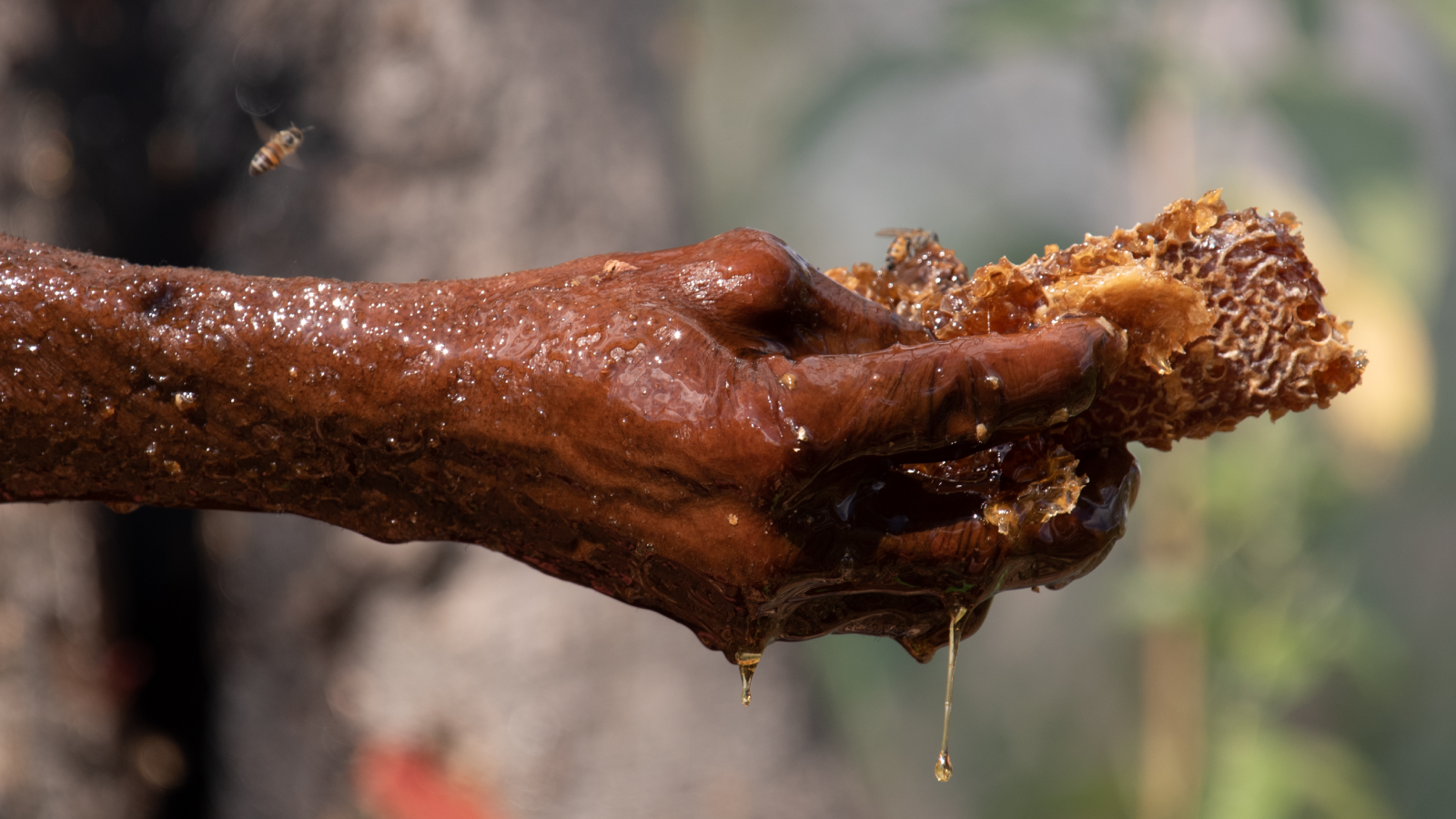 Honey-harvest in the Niassa Special Reserve, Mozambique.
