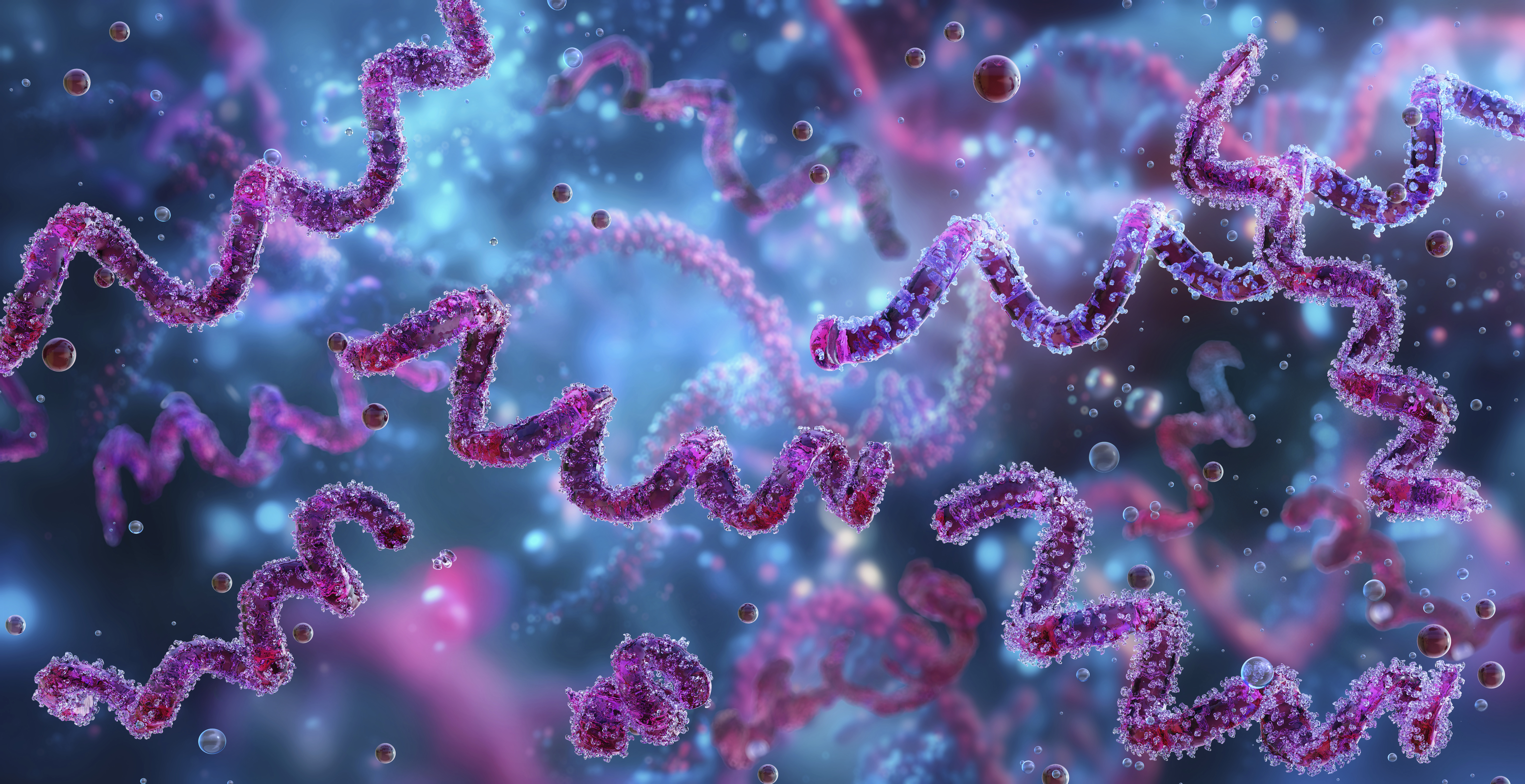 Illustration de la bactérie de la syphilis 