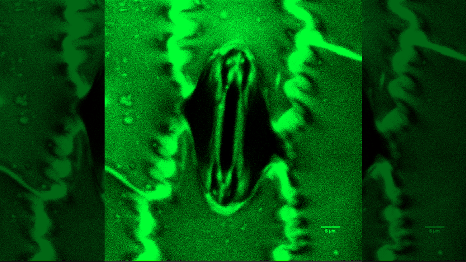 Image au microscope d’une cellule de stomates d’une plante.