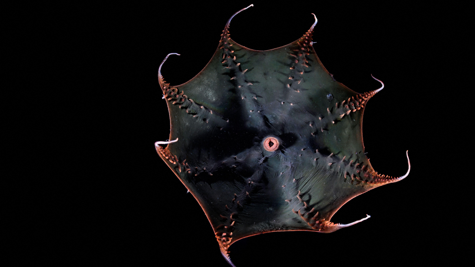 Calmar vampire (Vampyroteuthis infernalis), brandissant ses bras dans les profondeurs marines.