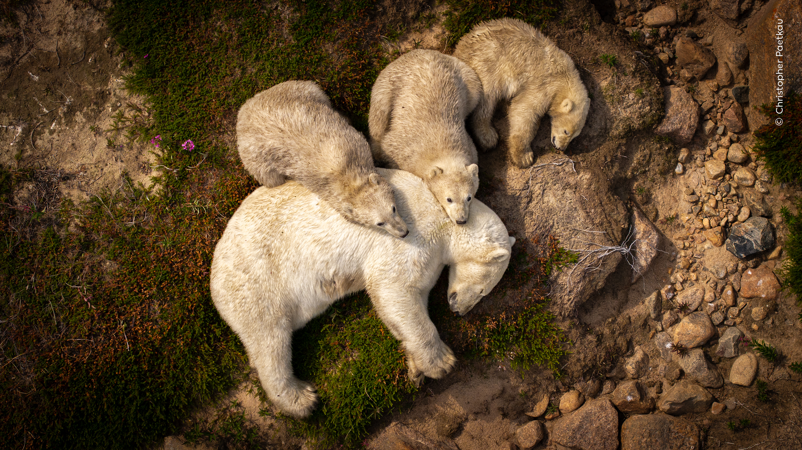 Une mère ours polaire et ses trois petits font une pause dans la chaleur estivale.
