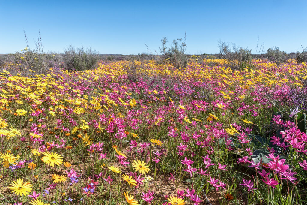 15 fleurs sauvages que vous pourriez apercevoir lors d'une promenade début mars
