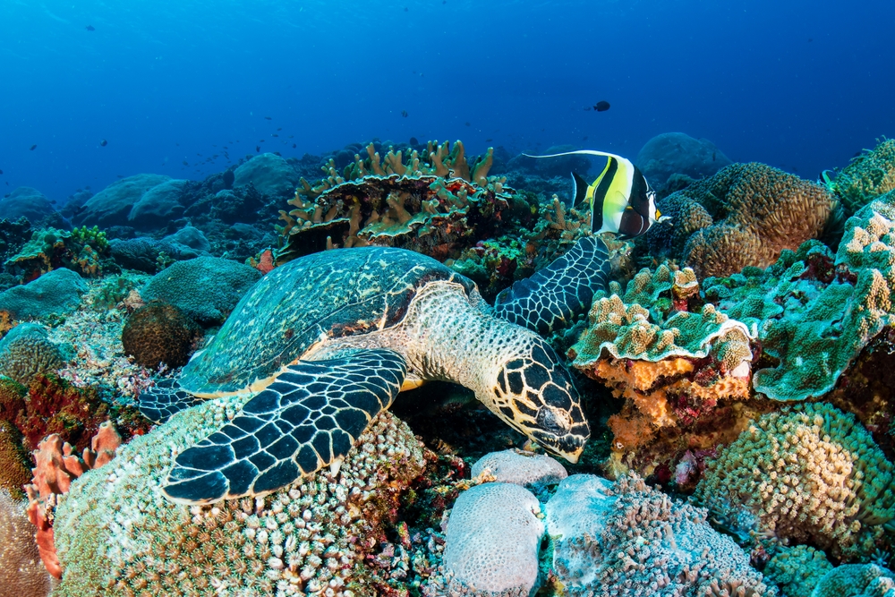 8 tortues marines en voie de disparition font leur retour sur des plages protégées
