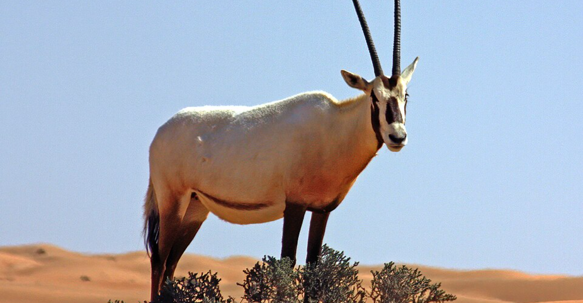 11 mammifères rares qui ont presque disparu et font leur retour