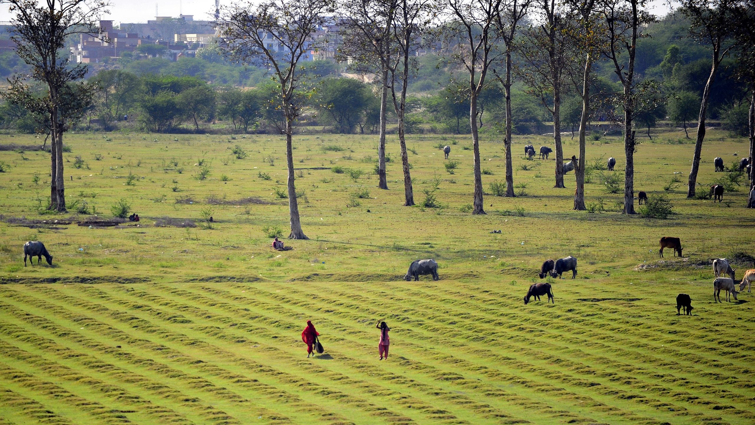 « Considérant à quel point l'agriculture était importante pour les moyens de subsistance quotidiens et à quel point l'agriculture était devenue incertaine et précaire à cette époque, cela m'a donné une véritable passion pour travailler sur cette question. »