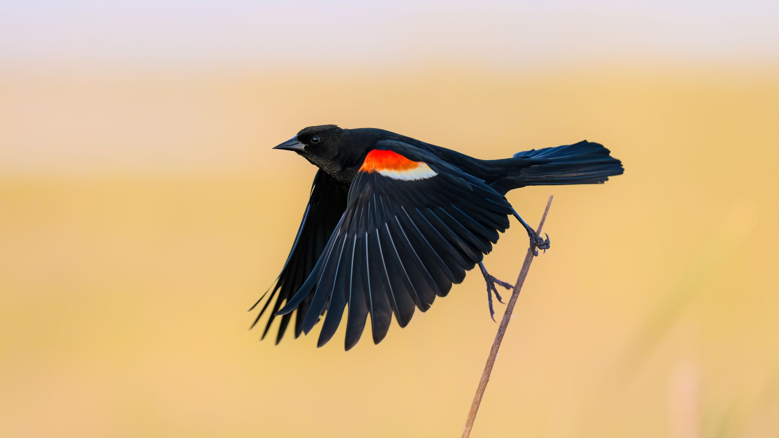 Les oiseaux déclinent de plus en plus vite dans 3 hotspots américains, selon une nouvelle étude