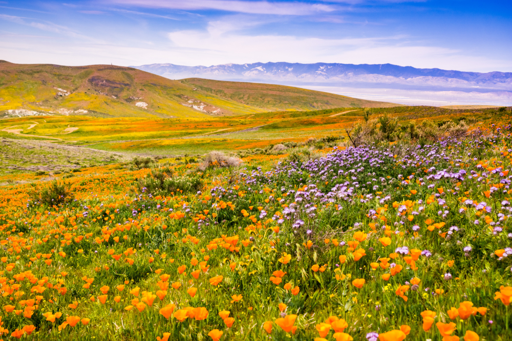 Road Trips du 10 mars avec arrêts de fleurs sauvages et courtes promenades