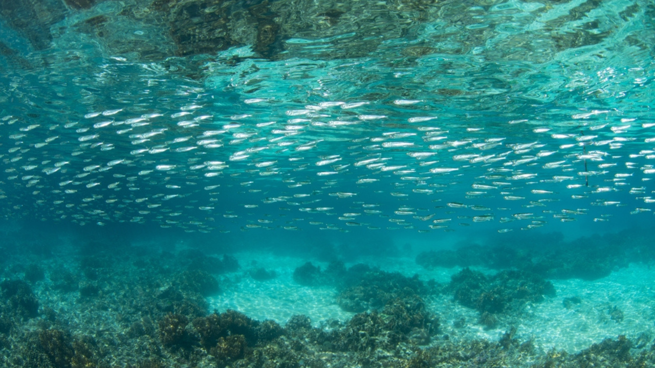 12 espèces de petits poissons que les chefs adorent pour leur grande saveur