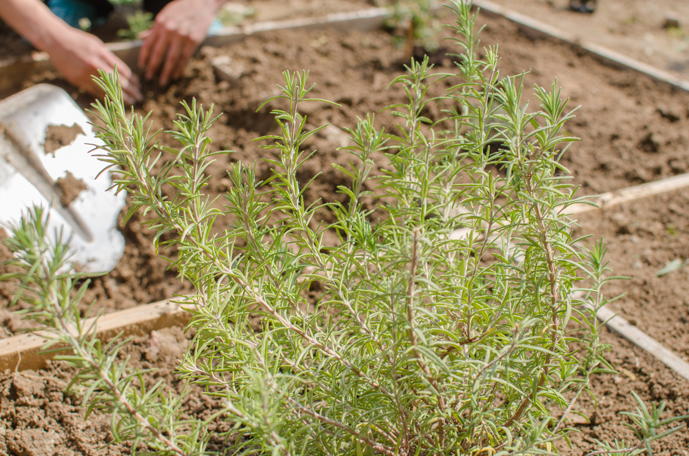 11 herbes résistantes au froid qui supportent bien les températures de la fin de l'hiver