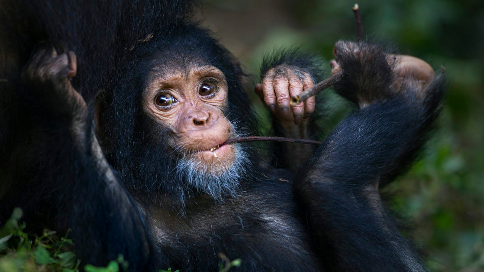 Bébé chimpanzé mâchant une brindille.