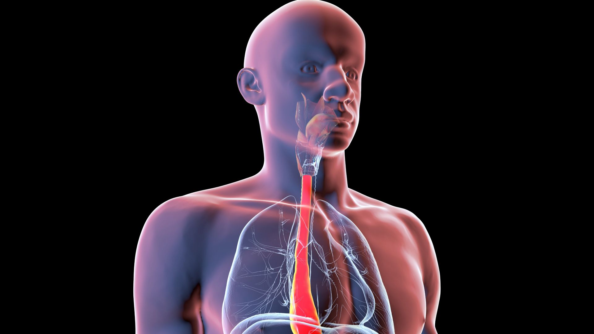 An illustration of a human body, with the outer layers transparent and the esophagus a bright red.