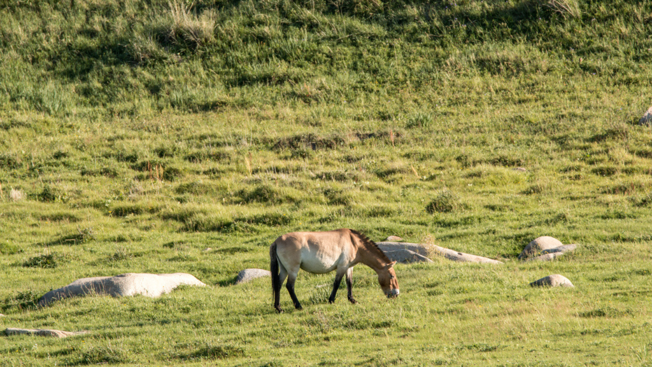 15 endroits où les réintroductions ont fonctionné et où la faune prospère désormais