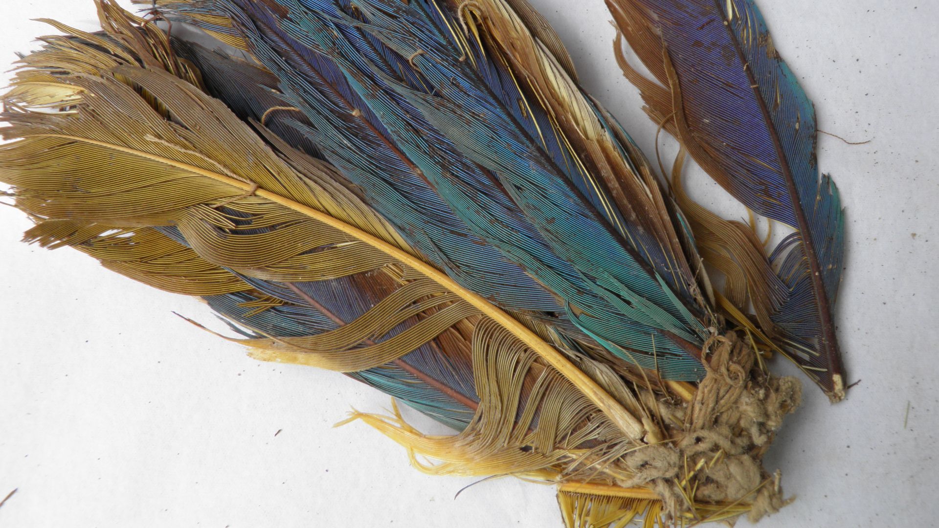 A small pile of ancient feathers shows purple and blue and yellow colors amidst the ornaments