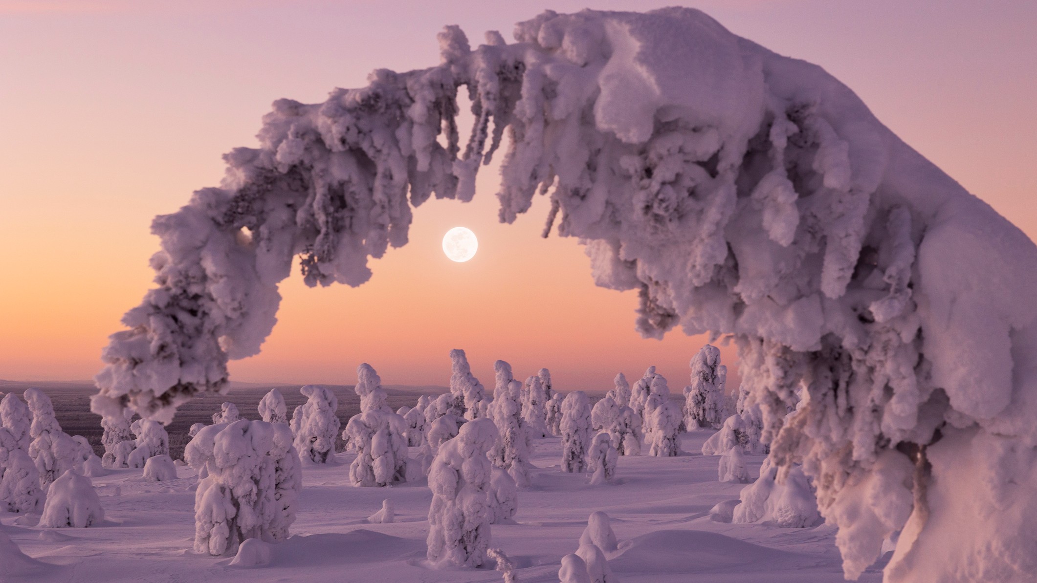 Un arbre incrusté de neige en hiver
