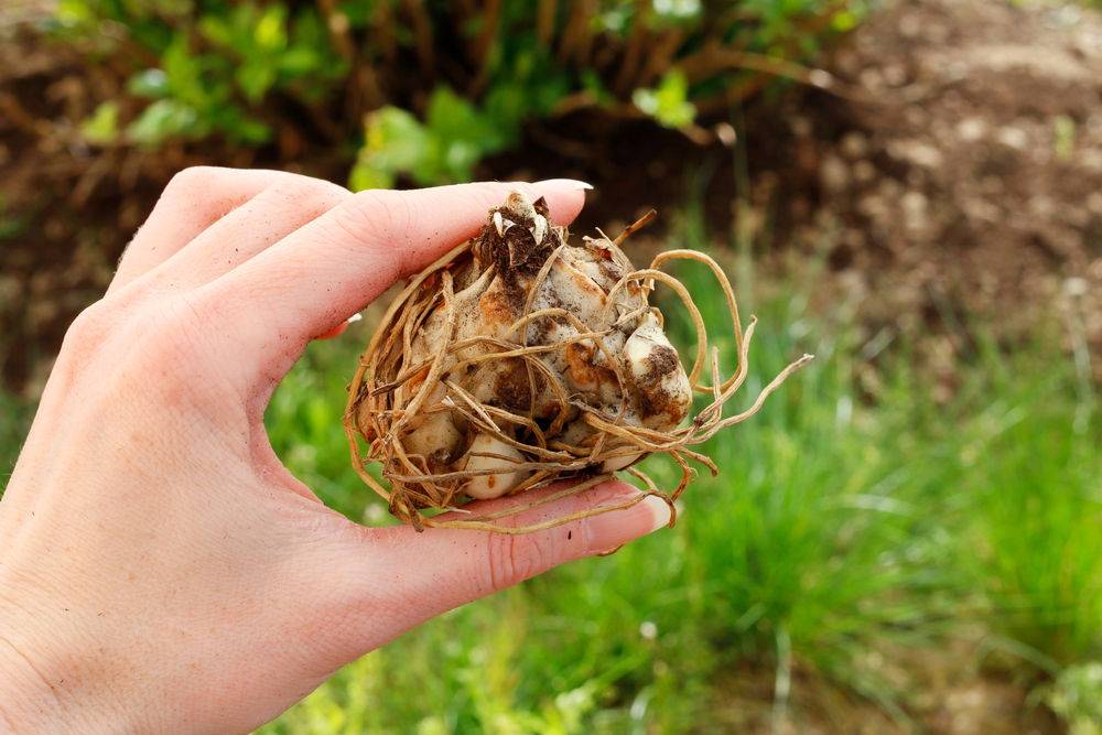 11 bulbes à planter maintenant pour de superbes floraisons à la fin du printemps