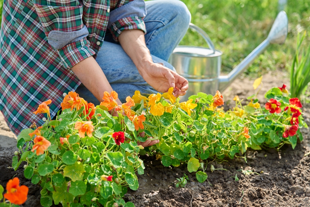 12 plantes biologiques résistantes aux parasites pour un début de mars en bonne santé