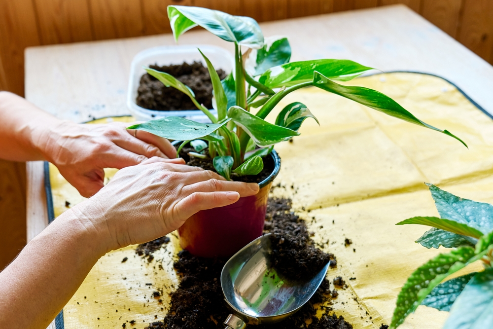 11 plantes tropicales que vous pouvez commencer à l'intérieur ce printemps