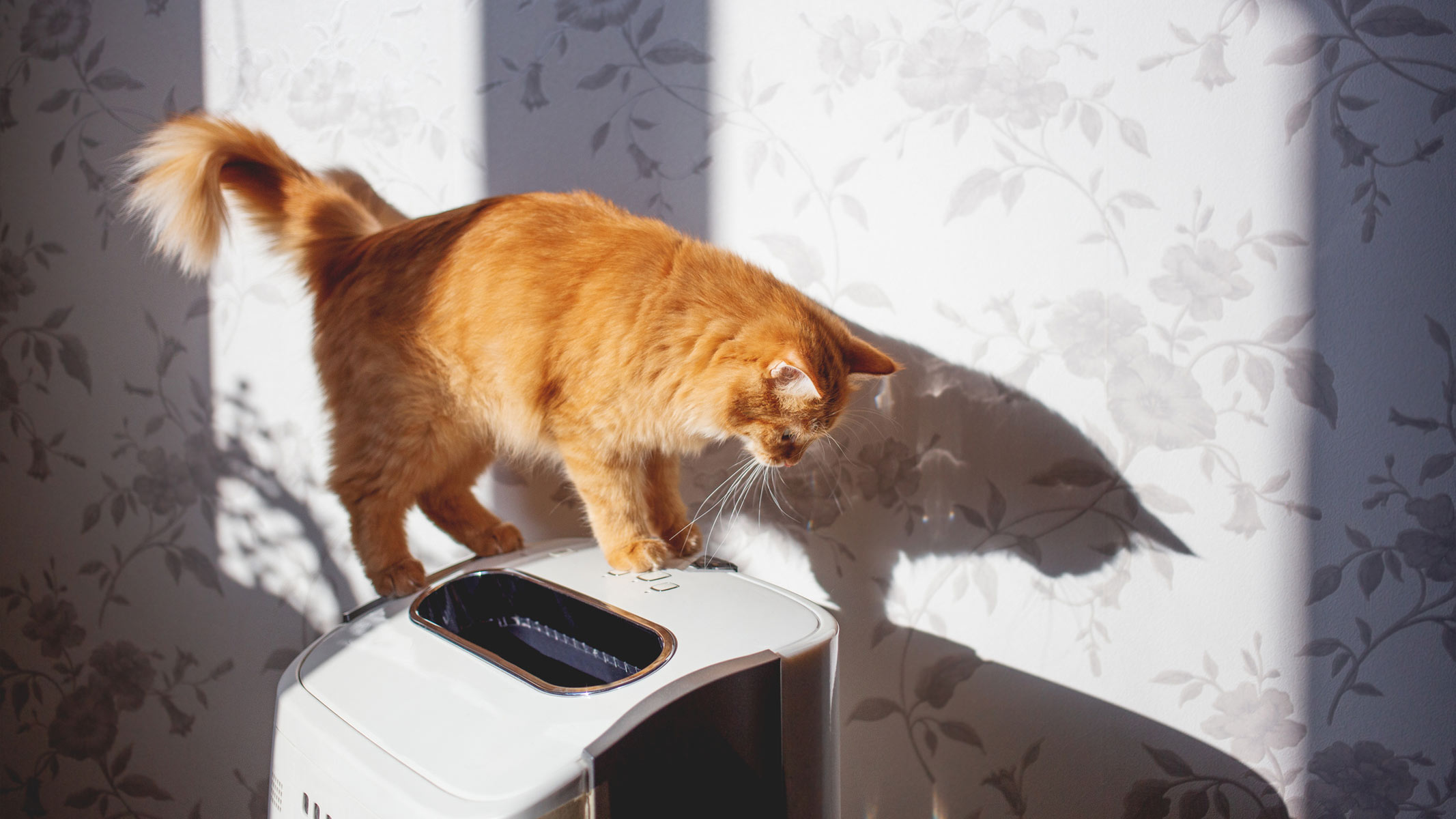 Un chat orange debout au sommet d’un purificateur d’air