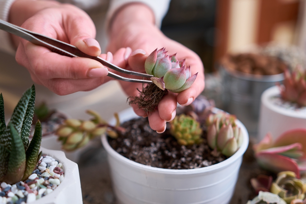 12 plantes succulentes et cactus parfaits pour les jardins en conteneurs de printemps