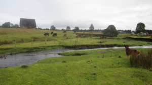 a view of a creek with green grass on the banks and cows in the background
