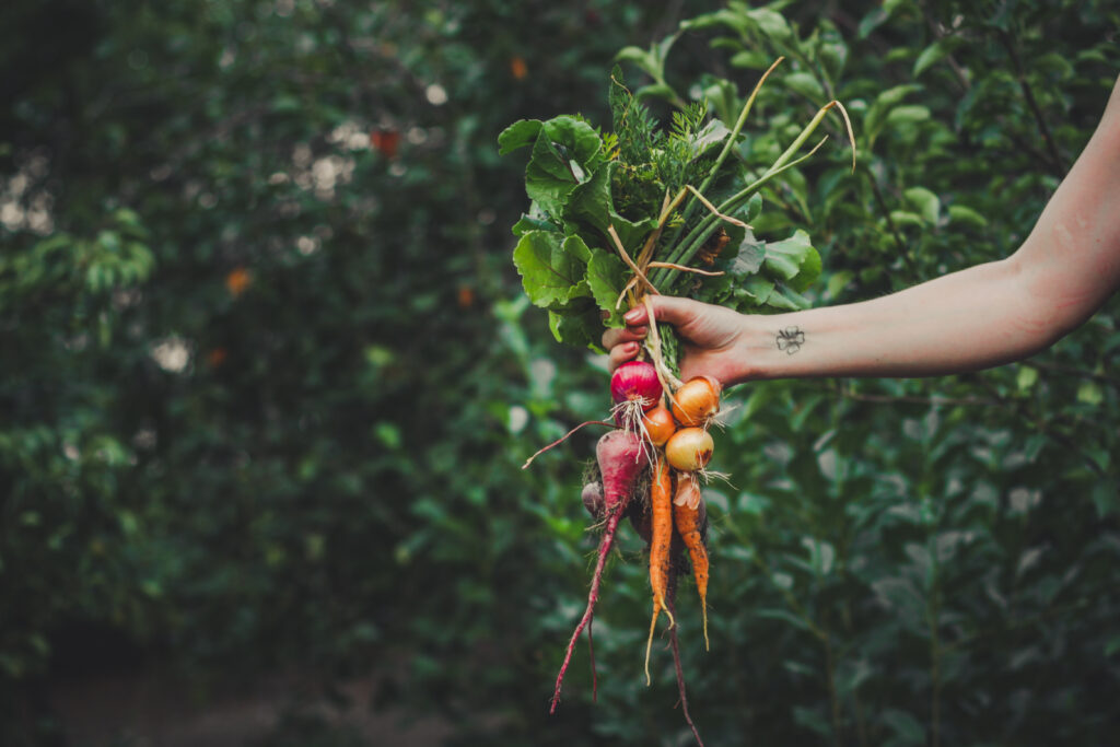 15 légumes résistants au froid que vous pouvez semer directement début mars