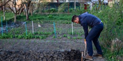 11 options résistantes au froid pour les jardins du Nord au début du printemps