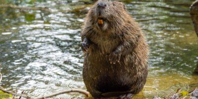 Une arme secrète pour lutter contre les émissions de carbone vient d&rsquo;être découverte : les castors